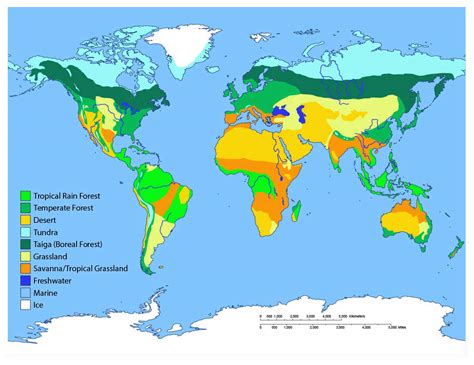 Map Of Biomes Of The World | Draw A Topographic Map