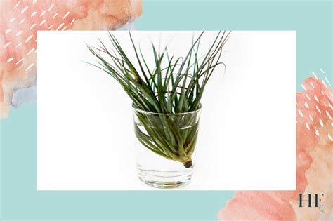 Air Plant Watering Guide - How to Water and Mist Tillandsias