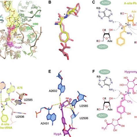 The effect of HygA on aminoacyl-tRNA binding to the A-site,... | Download Scientific Diagram