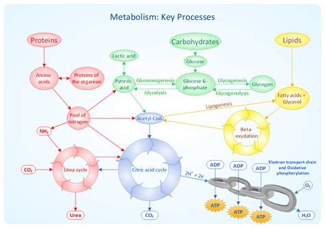 Mind Mapping: The Key to Understanding Metabolism