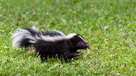 Skunk found with rabies, Edmond Animal Services reminds Oklahomans to ...