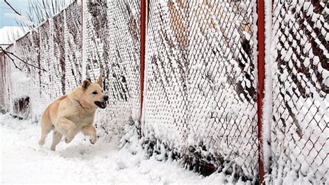 Snow dog Free Photo Download | FreeImages