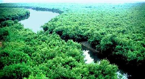 Sundarban: The largest Mangrove forest in the World. | Beautiful Places in Bangladesh