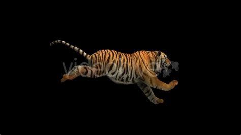 Tiger Run Videohive 21180553 Download Quick Motion Graphics