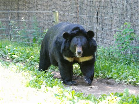 The Online Zoo - Asiatic Black Bear