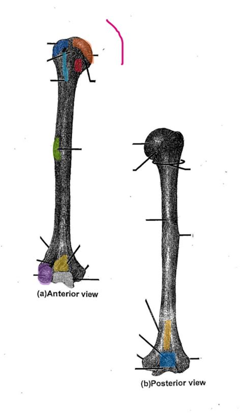 bone markings (humerus) Diagram | Quizlet