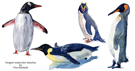 Penguin sketches watercolor – Frits Ahlefeldt: Drawn journalism & hiking