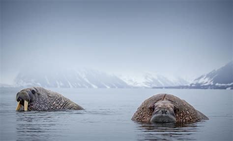 Walrus In Natural Arctic Habitat Photograph by Mikeuk - Fine Art America