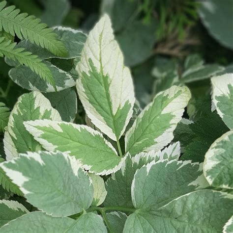 Goutweed - Ontario Invasive Plant Council