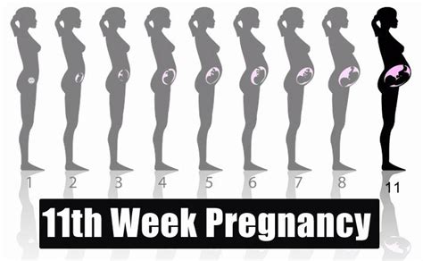 11th Week Pregnancy: Symptoms, Baby Development, Tips And Body Changes