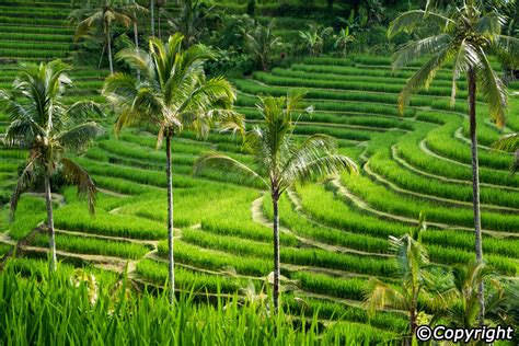 Jatiluwih Rice Terraces | Bali Sun Tours