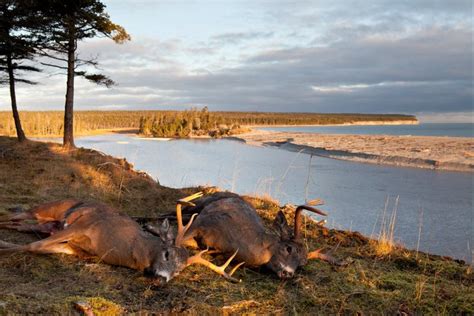 A Truly Unique Hunting Experience: Anticosti Island, Quebec | OutdoorHub