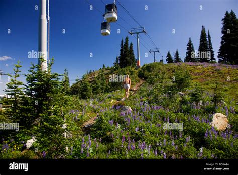 Hiking on the Paleface Trail under the Whistler Village Gondola, Whistler Mountain, Whistler ...