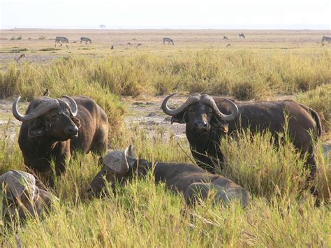 Water buffalo | Edge of swamp at Amboseli | jrosinia | Flickr