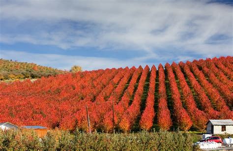 9 Reasons Why Fall Is Actually The Best Time To Visit Chelan, Washington