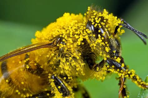 Health Benefits of Bee Pollen - Mother Natures Powerhouse - AXFIT.COM