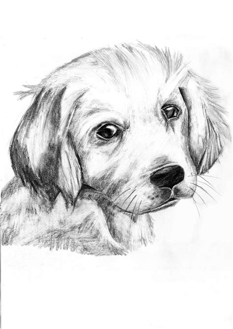 Drawing of a Golden Retriever by CrystaFirey on deviantART