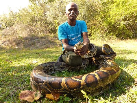 Anacondas Snakes Hunting