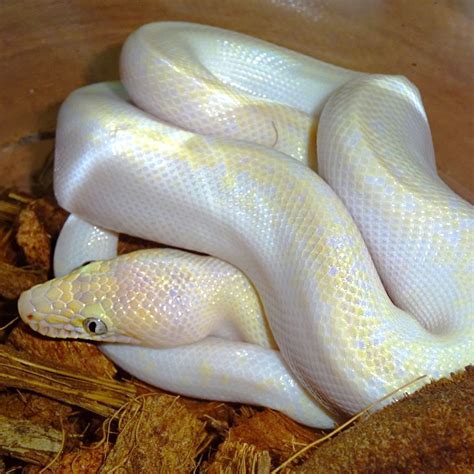 Leucistic Colombian Rainbow Boa (Blue Eye) cb babies