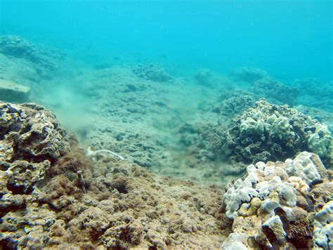 Polluted Coral Reefs