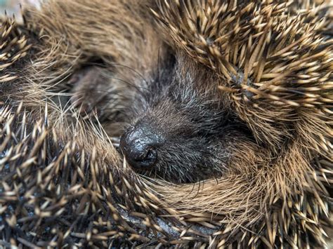 It is up to us to save the hedgehog from inexorable decline | The ...