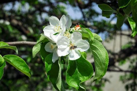 Premium Photo | White pear flowers bloom on a pear tree branch in the ...