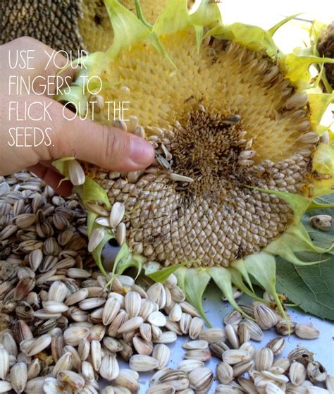 Autumn Harvest: Sunflower Seeds. : NICOLE COHEN