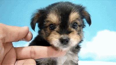 puppy love gif | WiffleGif