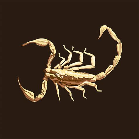 Scorpion Tail Illustrations, Royalty-Free Vector Graphics & Clip Art ...