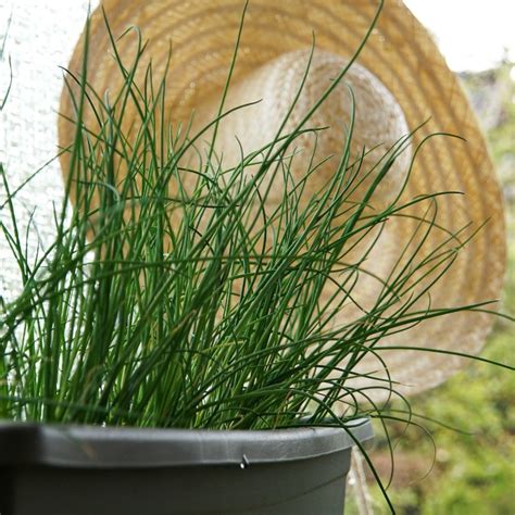 Growing Chives - How to Plant, Grow and Harvest Fresh Chives