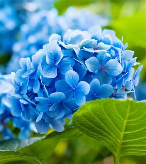 26 Most Beautiful Blue Flowers | Blue flower names, Types of blue flowers, Blue flowers garden