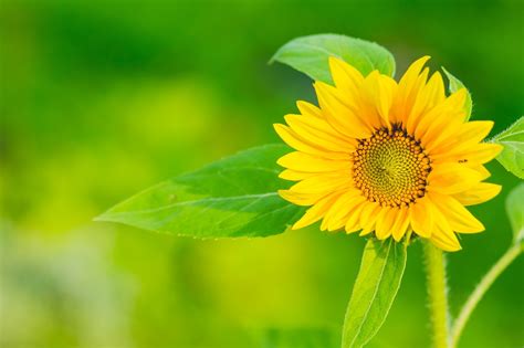 sunflower isolated on green background (628998) | Nature | Design Bundles