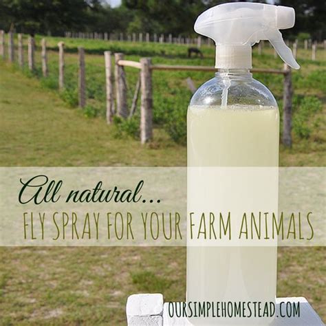 All Natural DIY Fly Spray For Livestock | Fly spray, Farm animals, Mini farm