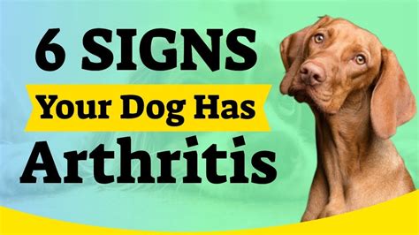 6 Signs Your Dog Has Arthritis | Arthritis In Dogs - YouTube