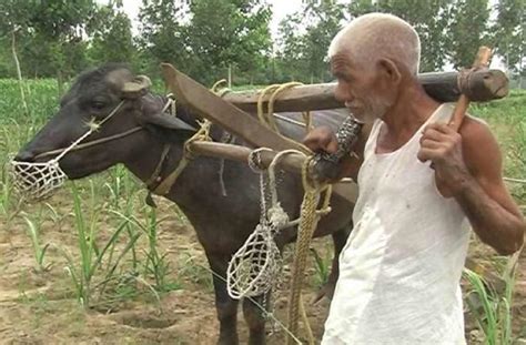 Poor Farmer forced to “shoulder” animal’s role - APNLive