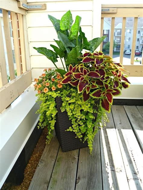 Top Modern Container Gardening Ideas in 2020 | Garden containers ...