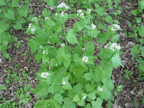 Garlic mustard - West Multnomah Soil & Water Conservation District