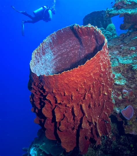 Barrel-Sponge-iStock-116499142 - Florida Traveler