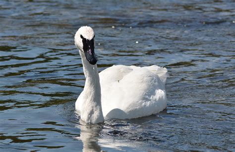 Fotos gratis : agua, naturaleza, pájaro, blanco, río, fauna silvestre, pico, natural ...