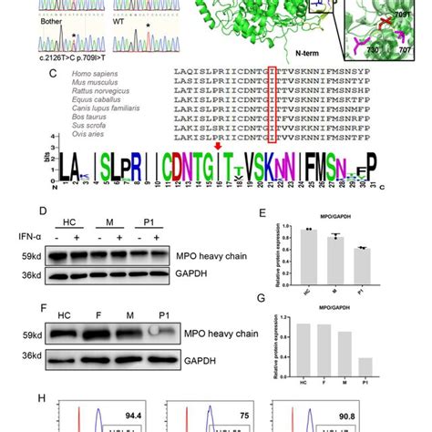 A novel homozygous ISG15 mutation was identied in both siblings. A ...