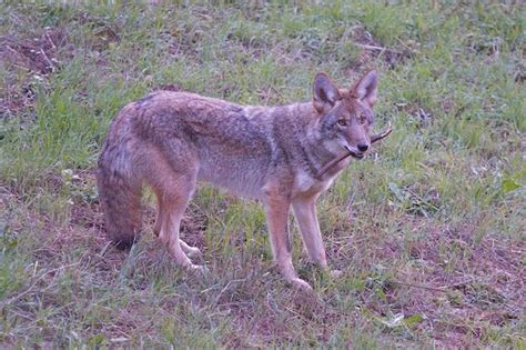 Maybe an Invitation to Play: Coyote behavior | Coyote Yipps