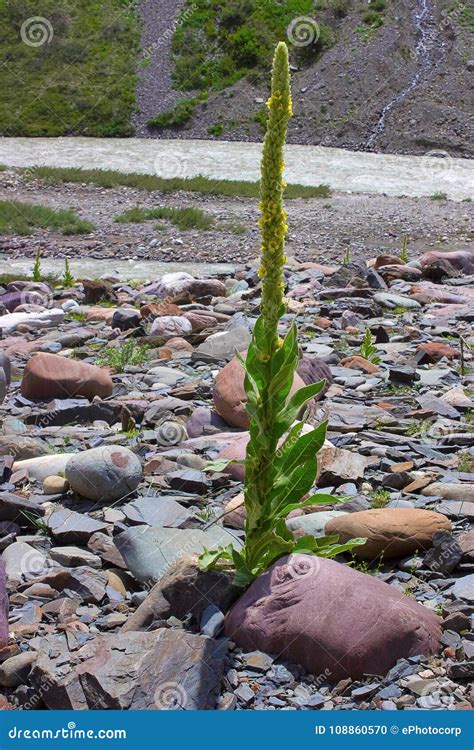 Alpine Plant Flowering in Amidst of a Rocky Surface Himachal Pradesh Stock Photo - Image of ...