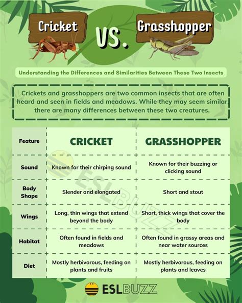 Cricket vs. Grasshopper: Which One is More Fascinating? - ESLBUZZ