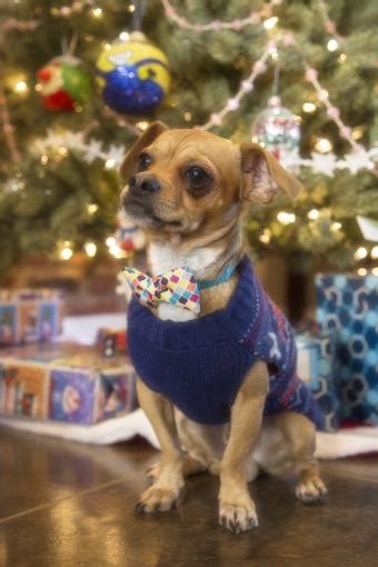 These 18 Dogs Are Slayin' Their Ugly Christmas Sweater Looks | LoveToKnow Pets