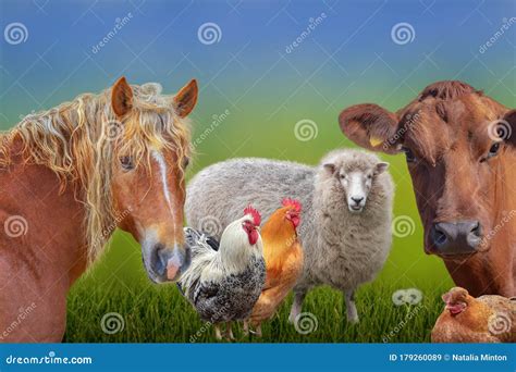 Farm Animals Cow Sheep Chickens Hen Horse Stock Image - Image of group, collage: 179260089