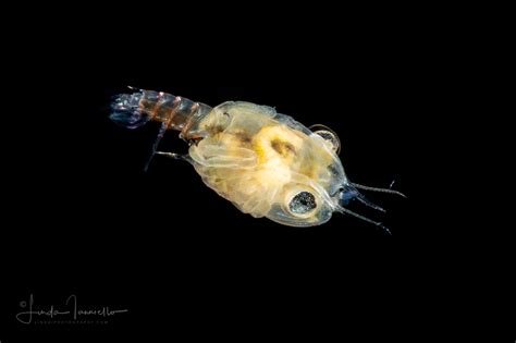 crab megalopa larva Archives - Linda I Photography