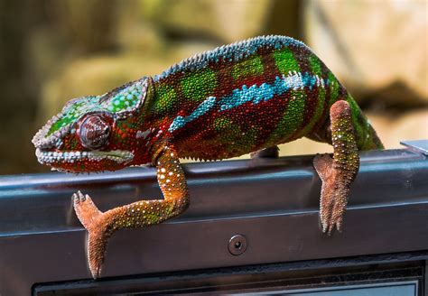 Geckos lizards in Hawaii | Kauai Travel Guide