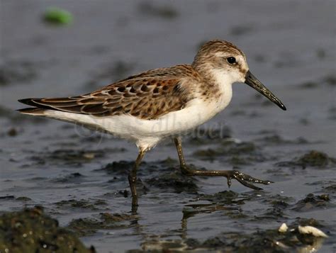 Western Sandpiper - Window to Wildlife - Photography by Jim Edlhuber