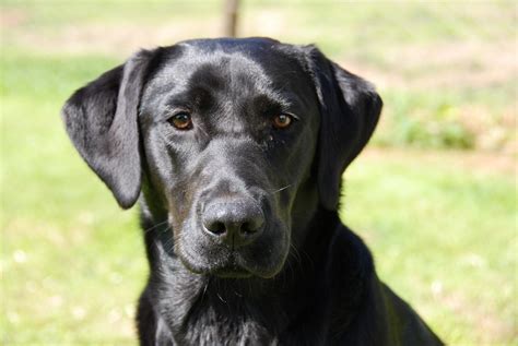 88+ Golden Retriever And Black Lab Mix Puppies - l2sanpiero