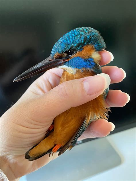 A True Kingfisher Connection - WildstreamTV